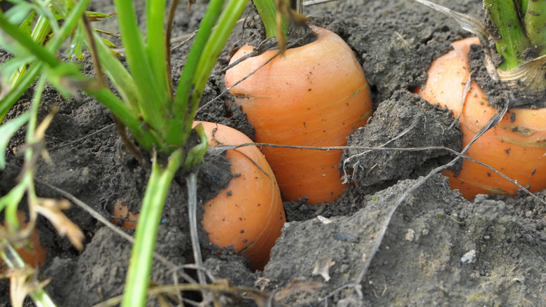 Orange garden carrots peek above the soil of a garden bed.