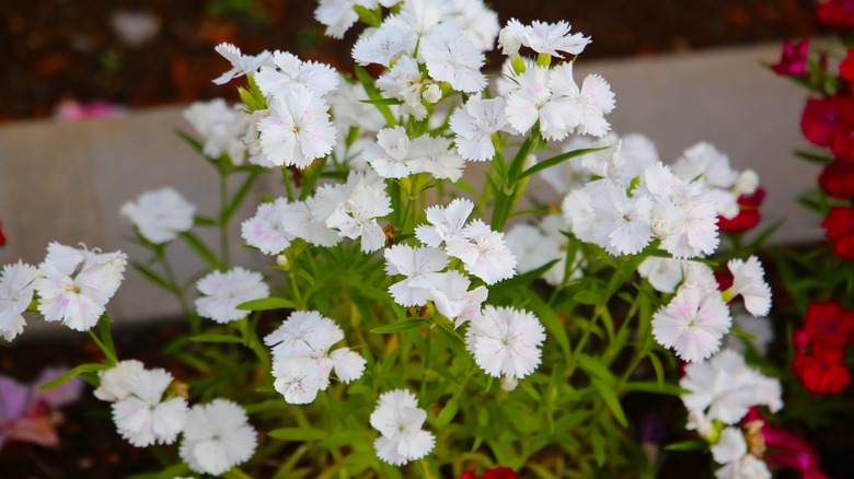 White dianthus flowers blooming beautifully in a garden alongside red and pink flowers.