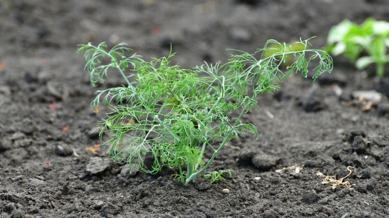 A small dill seedling growing in a garden bed.
