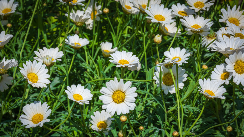 White English daisies growing in the garden.