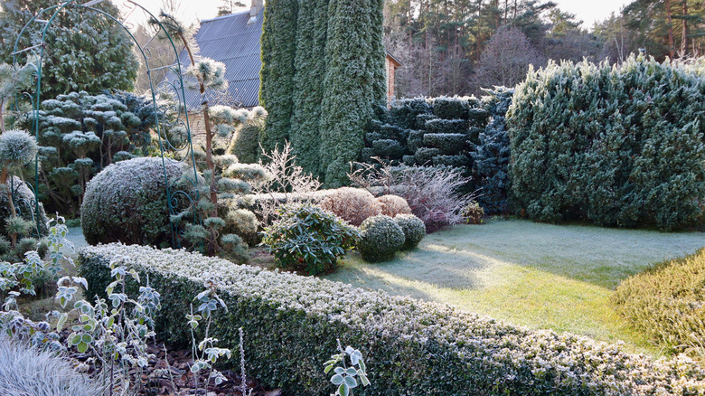 A frost-covered backyard garden.