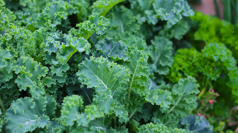 Green leaves of kale plants in a garden.