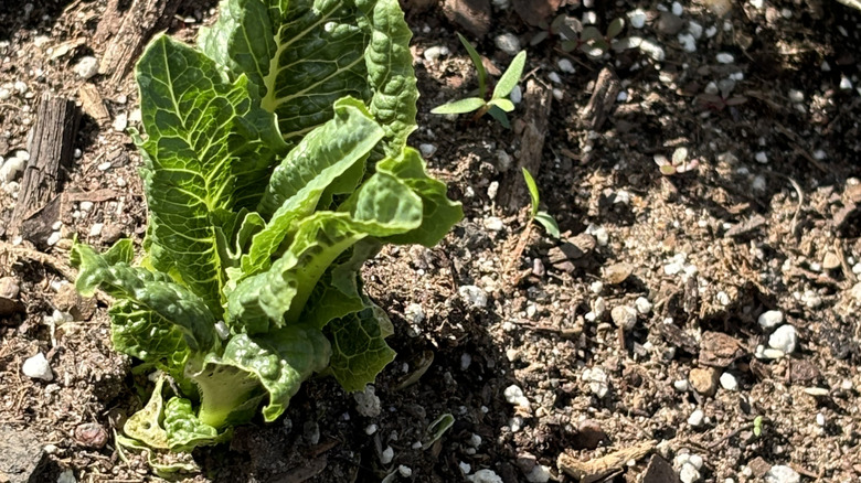 A hardy lettuce variety growing in the garden.