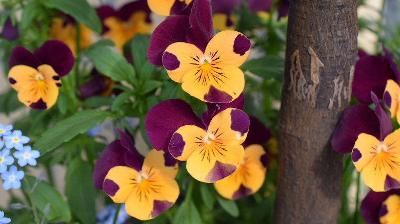 Pansies growing together near a tree trunk and other flowering plants.