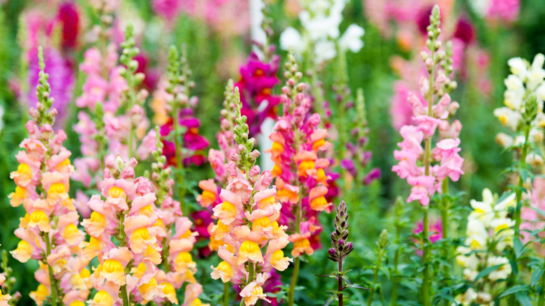 Colorful snapdragon flowers growing in a garden.