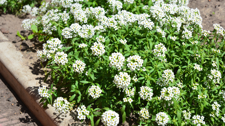 Sweet alyssum growing in a sunny raised garden bed.
