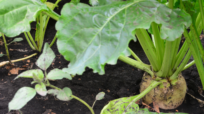 A turnip growing in a vegetable garden.