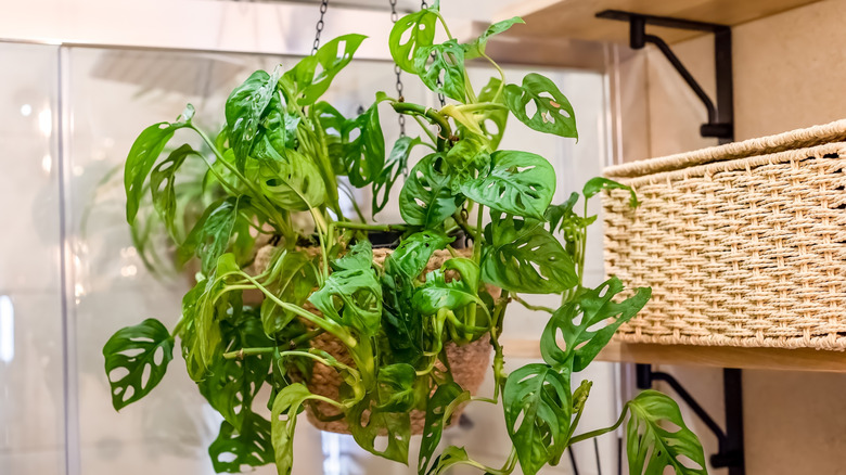 Monstera adansonii in hanging basket indoors