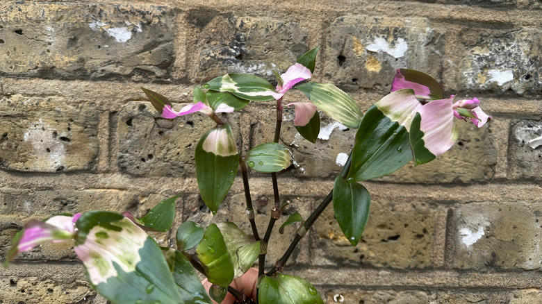 Blushing bride tradescantia leaves against a wall