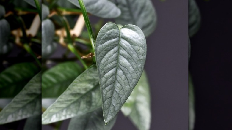 Leaf of tropical 'Epipremnum Pinnatum Cebu Blue' houseplant