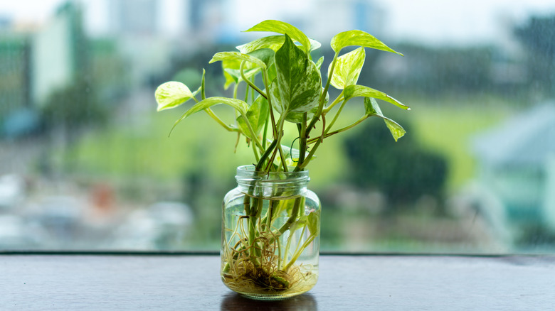 Golden pothos plant propagating on a jar next to a window