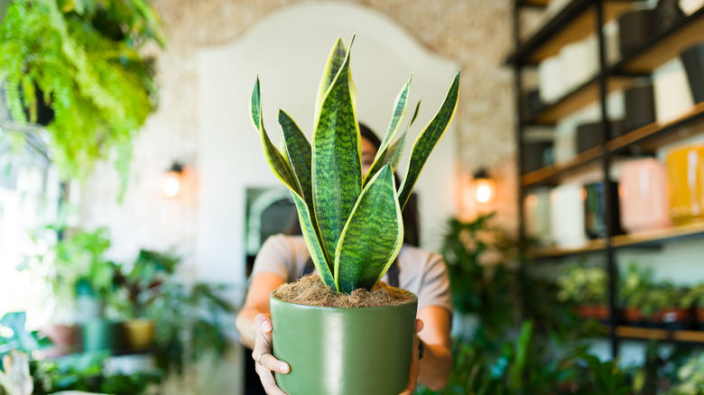 Woman holding snake plant up to the camera against a backdrop of houseplants