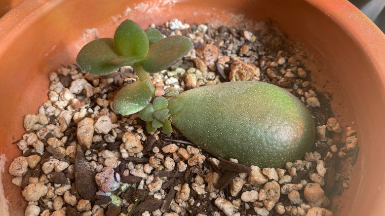 a small propagated jade plant with tiny green leaves