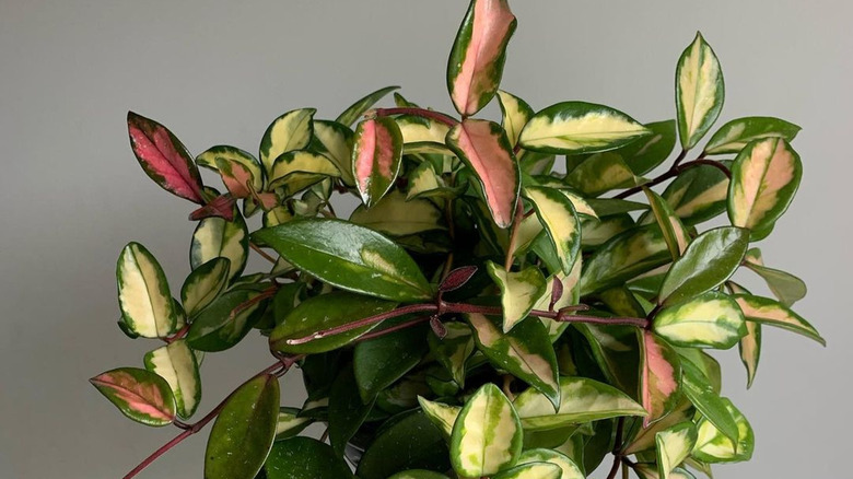 Person holding a potted Krimson queen hoya (Hoya carnosa 'Krimson queen') plant against a wall