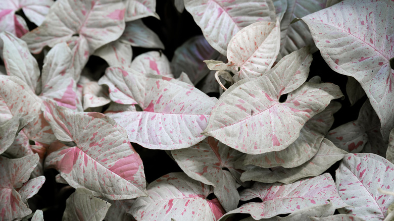 Detail of Milk confetti syngonium (Syngonium podophyllum 'Milk Confetti') leaves