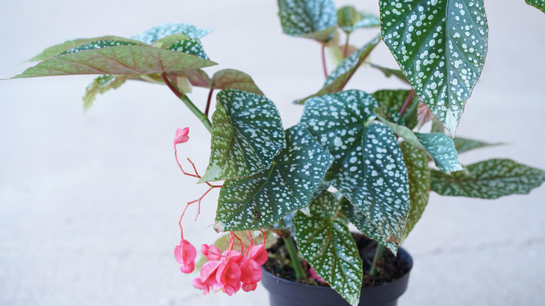 Polka dot begonia houseplant with pink flowers in a black pot on a neutral background
