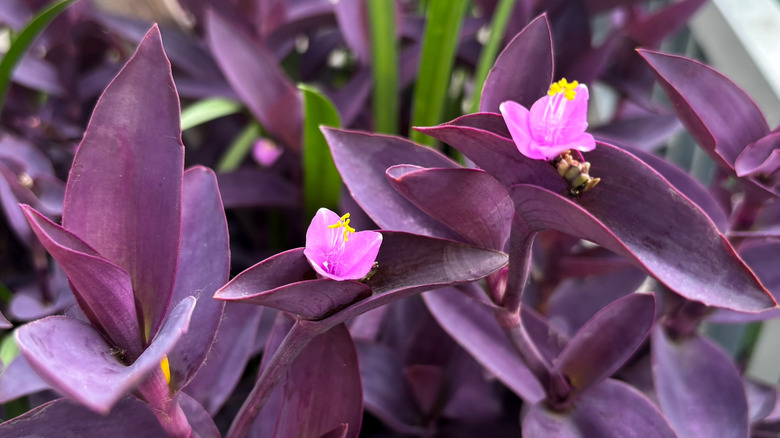 Detail of a purple queen tradescantia flower and leaves