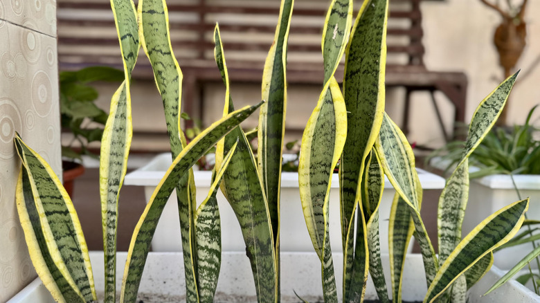 Detail of Dracaena trifasciata leaves