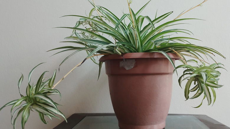 Spider Plant In a Brown Pot at Table