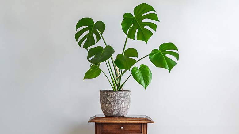 Monstera deliciosa or Swiss Cheese plant in a white pot placed on a table