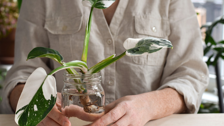 Person holding a jar with philodendron white wizard plant cutting being propagated