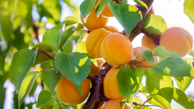 A close-up of ripe apricots still hanging on the tree.