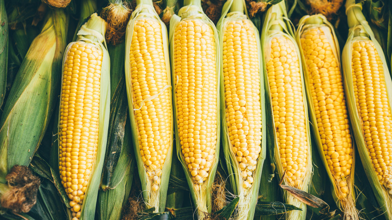 Fresh, unshucked corn laying in a row.