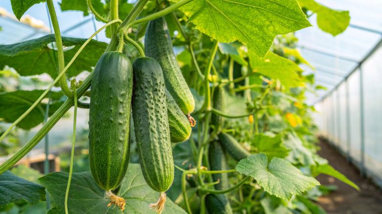 Multiple cucumbers growing off a vine.