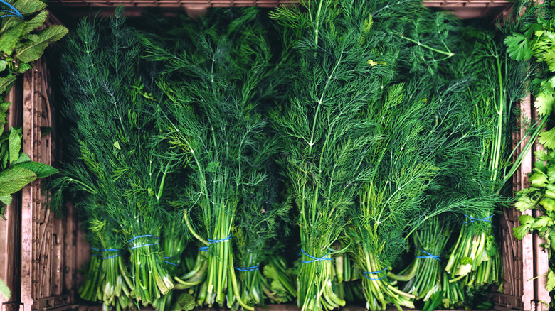 Wrapped bundles of dill outside in a plastic crate.