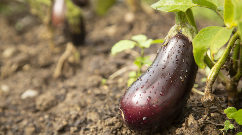 A close-up of a ripe eggplant still attached to it's stem outside.