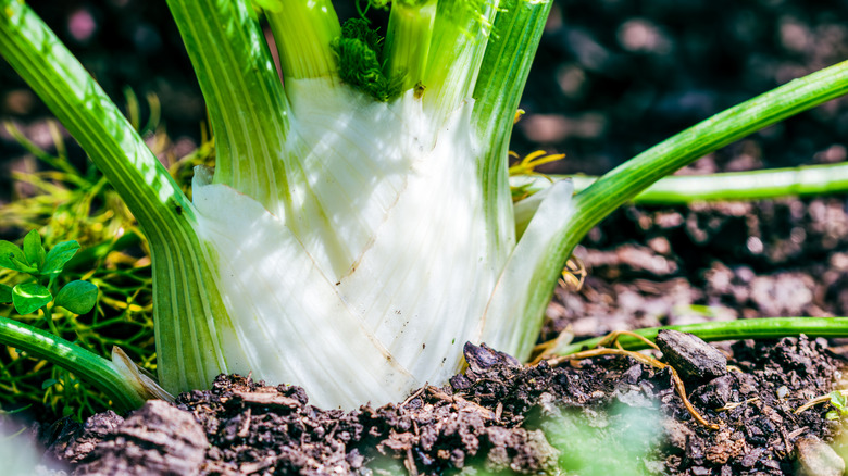 A closeup of a fresh fennel bulb growing out of soil.