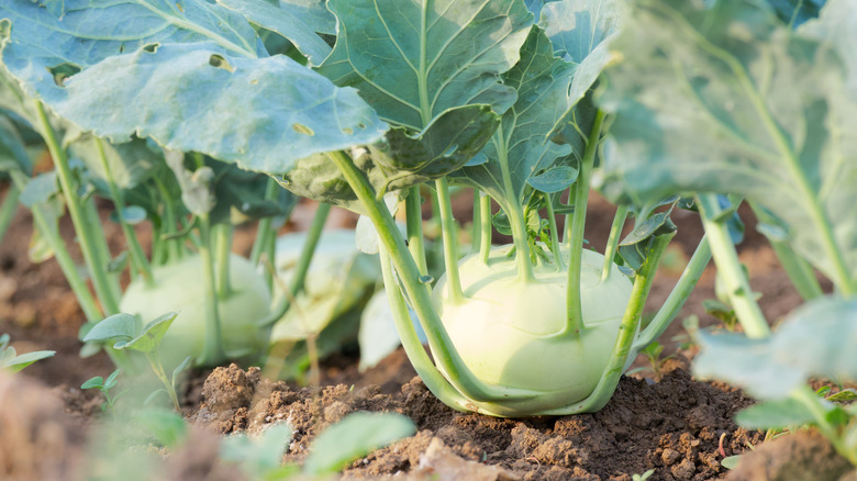 Large kohlrabi bulbs growing out of the ground.