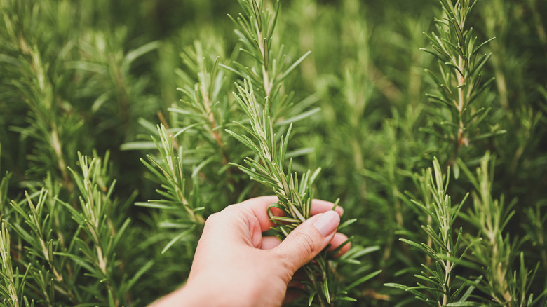 Fresh rosemary growing and a hand holding one stem of it.