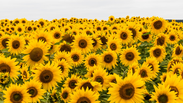 A large field of bright yellow sunflowers.