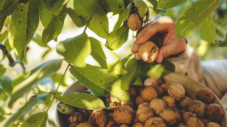 Someone's hand harvesting nuts off of a walnut tree and placing them into a large basket.