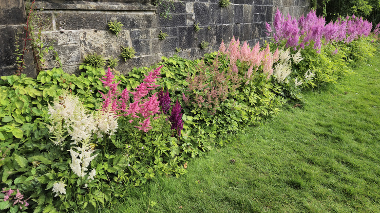 Astilbes in a garden bed