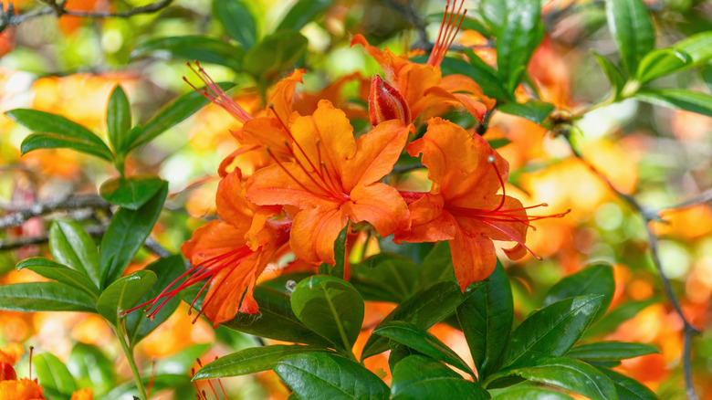 Orange azalea in bloom