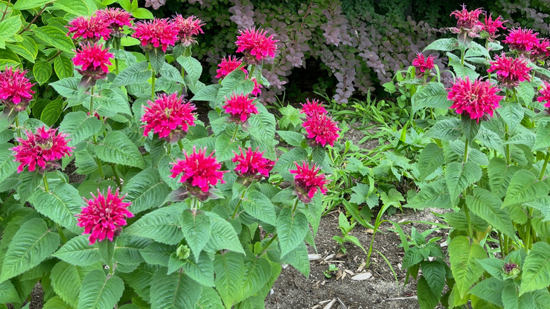 Scarlet bee balm in bloom