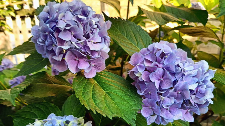 Blue broadleaf hydrangea in bloom