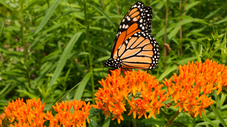 Butterfly weed with a butterfly on one of the flowers