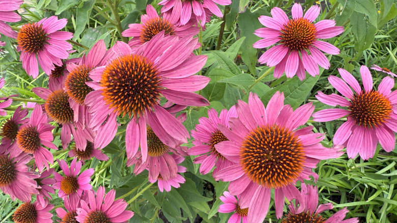 Pink coneflowers in bloom