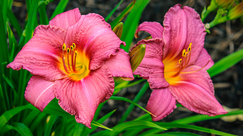 Pink daylilies in bloom