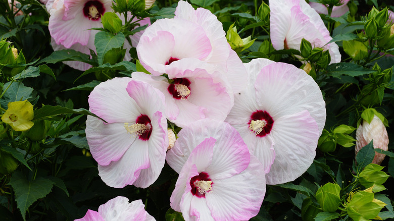 'Luna Pink Swirl' hardy hibiscus in bloom