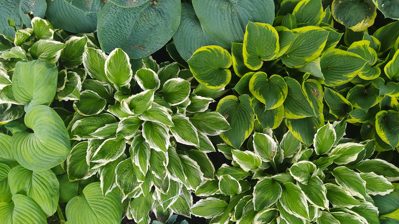 Assorted hostas in a garden