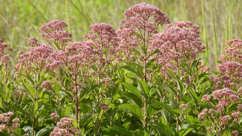 Joe Pye Weed blooming in summer