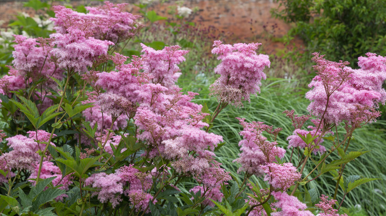 Pink meadowsweet in bloom