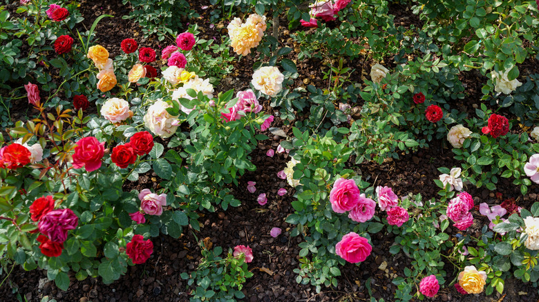 Multiple rose bushes in bloom