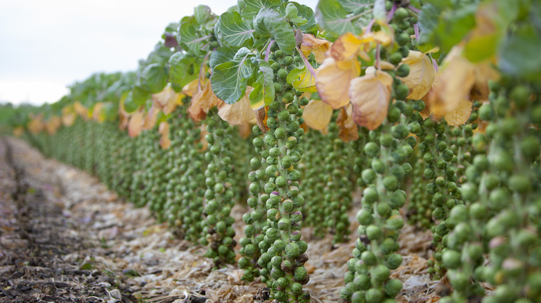 Brussel sprout plant rows