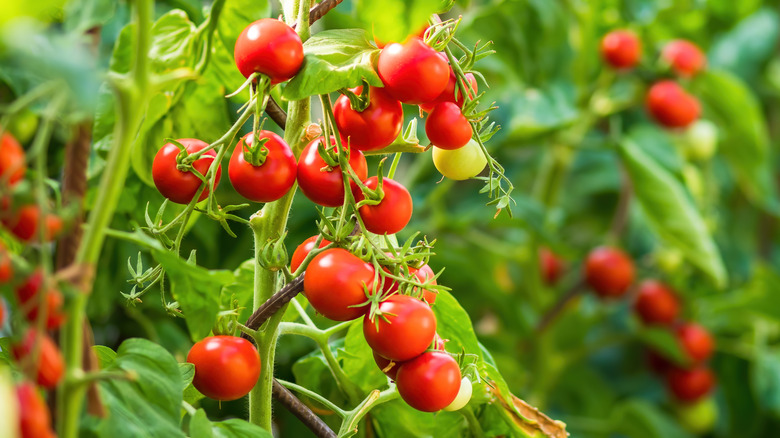 Ripe tomato vine