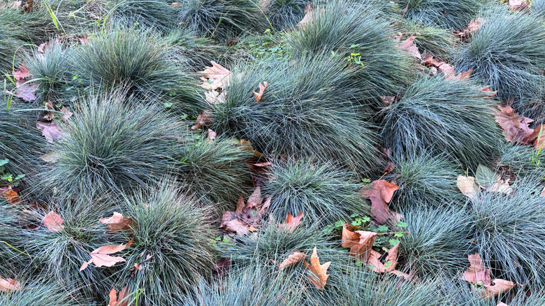 Thick clumps of blue fescue grow in a garden bed.